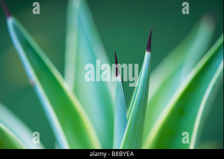 Agave desmettiana. Agave lisse montrant des petites bornes épines. Abstract Banque D'Images