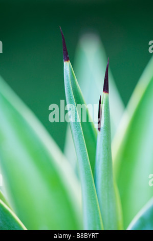 Agave desmettiana. Agave lisse montrant des petites bornes épines. Abstract Banque D'Images