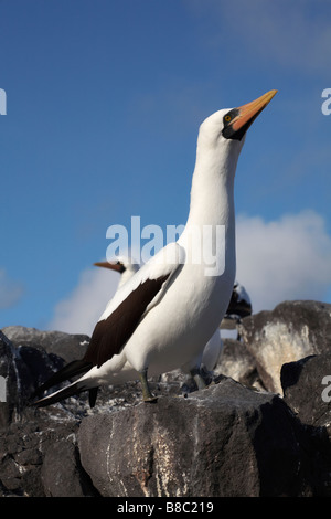 Fou de Nazca, Sula granti, debout sur des rochers parade nuptiale à Punta Suarez, Espanola Island, îles Galapagos, en Équateur en Septembre Banque D'Images