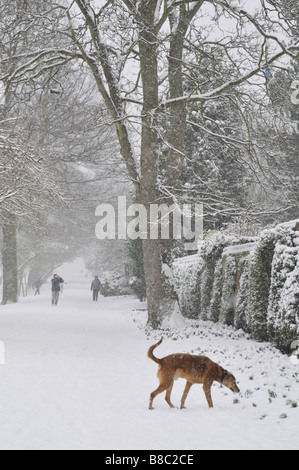 Un Rhodesian Ridgeback Lurcher promenade de chiens dans la neige à Gadebridge Park, Hemel Hempstead, Hertfordshire, Royaume-Uni. Banque D'Images