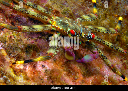 Crabe des rivages Banque D'Images