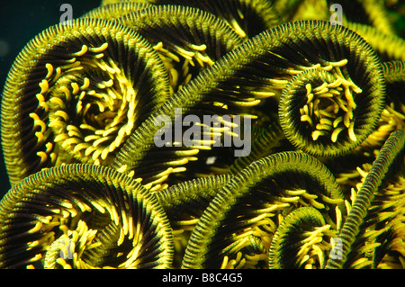 Feather star arms Banque D'Images