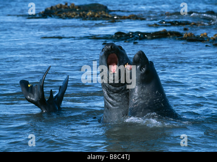 ÉLÉPHANTS DE MER Banque D'Images