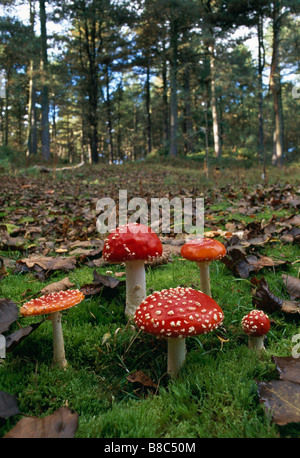 Groupe de champignons AGARIC FLY Banque D'Images