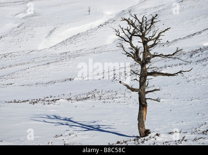 Le pin sylvestre Dead tree, vestige de la forêt écossaise dans Luibeg Glen, le parc national de Cairngorm, Aberdeenshire, Scotland, UK. Banque D'Images