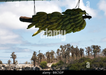 Niveau de bananes qui mûrissent avec droopy cactus plantes sur South Plaza Islet Galapagos à l'arrière-plan Banque D'Images