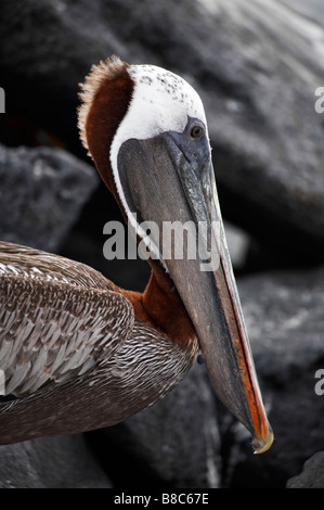 Close up of Pélican brun Pelecanus occidentalis urinator, sur des rochers, Mosquera Islet, îles Galapagos, en Équateur en Septembre Banque D'Images