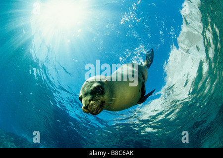Otaries de Californie Banque D'Images