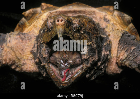 Tortue Alligator Photo Stock Alamy