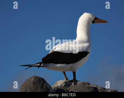 Fou de Nazca, Sula granti, debout sur les rochers de Punta Suarez, Espanola Island, îles Galapagos, en Équateur en Septembre Banque D'Images