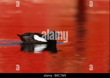 GUILLEMOT à l'eau rouge Banque D'Images