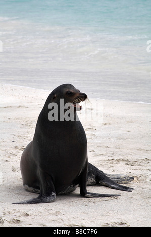 Bull mâle Lion de mer Galapagos, Zalophus wollebacki, sur la plage au Gardner Bay, Espanola Island, îles Galapagos, en Équateur en septembre - beachcomber Banque D'Images