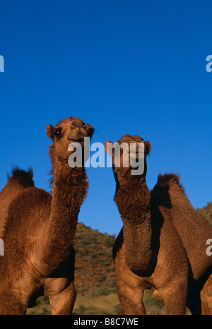 DROMEDARY CAMELS Banque D'Images