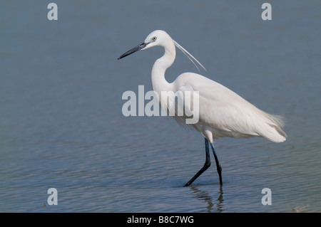 Seidenreiher (Egretta garzetta) Aigrette garzette - Banque D'Images