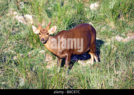 Deer Hog (Axis porcinus), au parc national de Kaziranga, Assam, Inde Banque D'Images