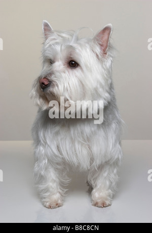 Portrait West Highland White Terrier (Westie) Banque D'Images