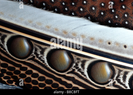 Grand FAISAN ARGUS Banque D'Images