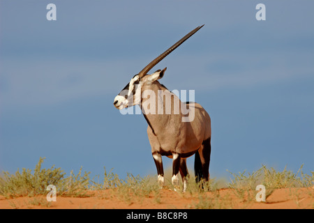 Une antilope gemsbok (Oryx gazella) sur une dune de sable rouge, Kgalagadi Transfrontier Park, Afrique du Sud Banque D'Images