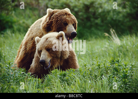 L'ours grizzli l'accouplement Banque D'Images