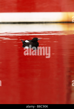 GUILLEMOT à l'eau rouge Banque D'Images