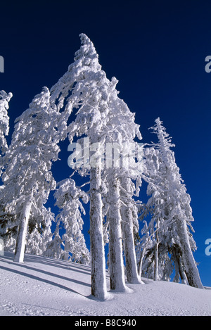 FROSTED TREES Banque D'Images