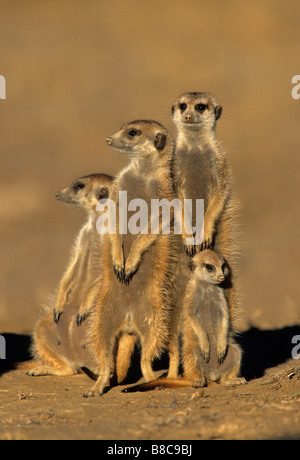 Groupe de SURICATE Banque D'Images