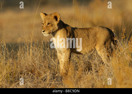 Jeune lion (Panthera leo) in early morning light, Kgalagadi Transfrontier Park, Afrique du Sud Banque D'Images