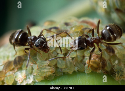 FOURMIS NOIRES Banque D'Images