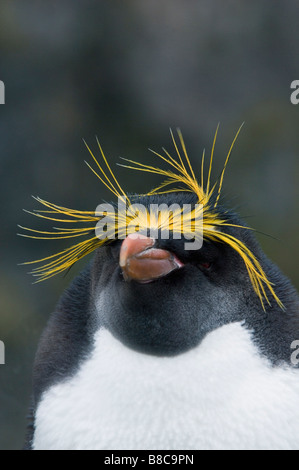 MACARONI PENGUIN Banque D'Images