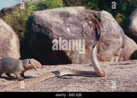 MONGOOSE GRIS INDIEN Banque D'Images