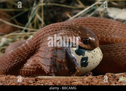 Les oeufs de serpent MANGER Banque D'Images