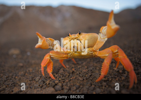 Crabe de terre jaune Banque D'Images