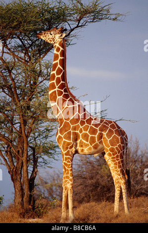 GIRAFFE réticulée Banque D'Images