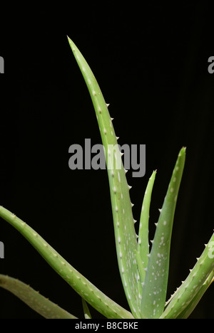 L'usine de vera d'aloès le détail. Plante succulente espèces dont les extraits sont utilisés à des fins médicinales ou cosmétiques Banque D'Images