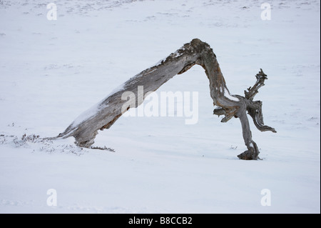 Mort d'un pin sylvestre dans Luibeg Cairngorms, Glen, Aberdeenshire, Scotland, UK. Banque D'Images