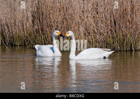 Singschwan (Cygnus cygnus cygne chanteur européen) Banque D'Images