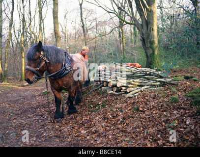 Ardennes cheval lourd Banque D'Images