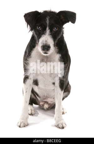 Mixed Breed dog sitting Studio Banque D'Images