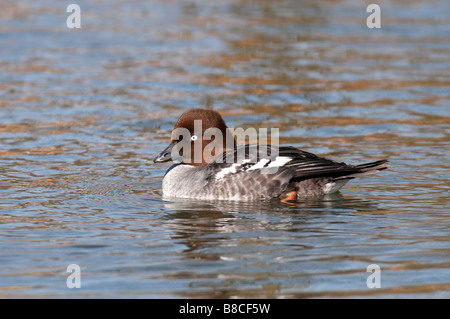 Weibl. Schellente (Bucephala clangula garrot femelle) - Banque D'Images