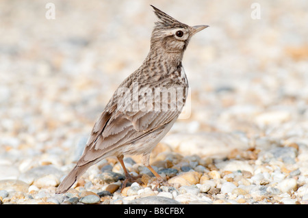 Haubenlerche (Galerida cristata crested Lark) -- Banque D'Images
