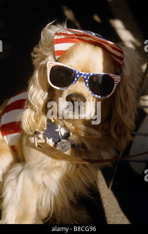 Un cocker spanial célèbre le 4 juillet à Venice, Californie Banque D'Images