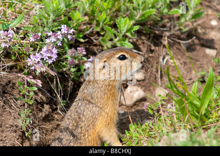 Europäisches Ziesel (Spermophilus citellus) spermophile européenne Banque D'Images