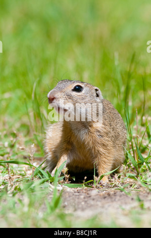 Europäisches Ziesel (Spermophilus citellus) spermophile européenne Banque D'Images