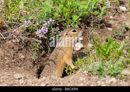 Europäisches Ziesel (Spermophilus citellus) spermophile européenne Banque D'Images