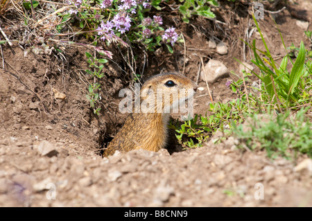 Europäisches Ziesel (Spermophilus citellus) spermophile européenne Banque D'Images