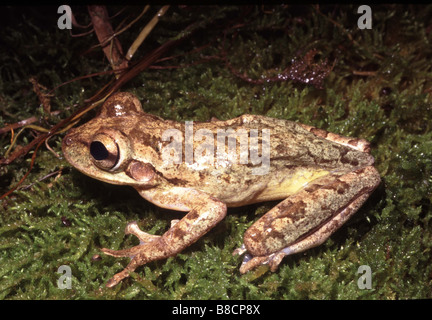 Rainette cubaine, Osteopilus septentrionalis (Hyla) Banque D'Images