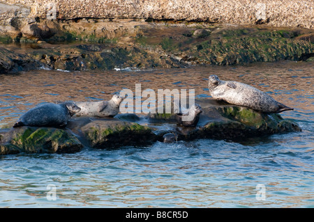 Seehund (Phoca vitulina) - Sceau commun Banque D'Images