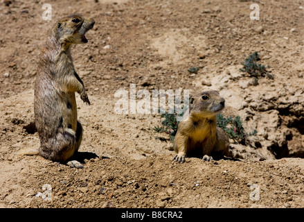 L'appel de l'UTAH, le CHIEN DE PRAIRIE, Cynomys cynomys Banque D'Images