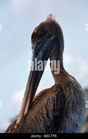 Close up of Pélican brun Pelecanus occidentalis urinator, South Plaza, îlot, îles Galapagos, en Équateur en Septembre Banque D'Images