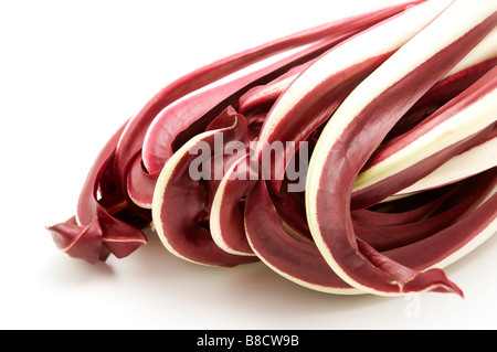 Chicorée Cichorium intybus rouge sur fond blanc Banque D'Images